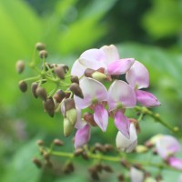 Pongamia pinnata (L.) Pierre